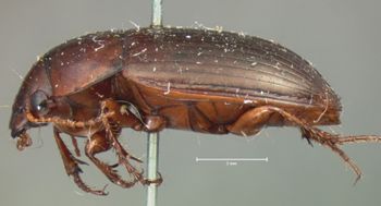 Media type: image;   Entomology 668 Aspect: habitus lateral view